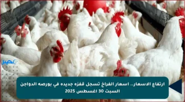 ارتفاع الأسعار.. أسعار الفراخ تسجل قفزة جديدة في بورصة الدواجن السبت 30 أغسطس 2025